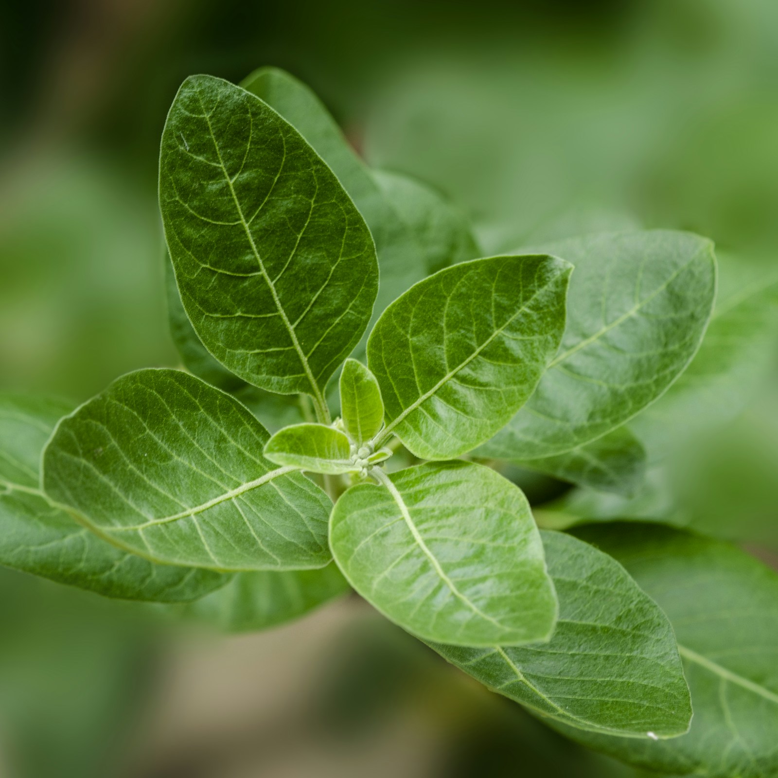 Grønne blader av ashwagandhaplanten